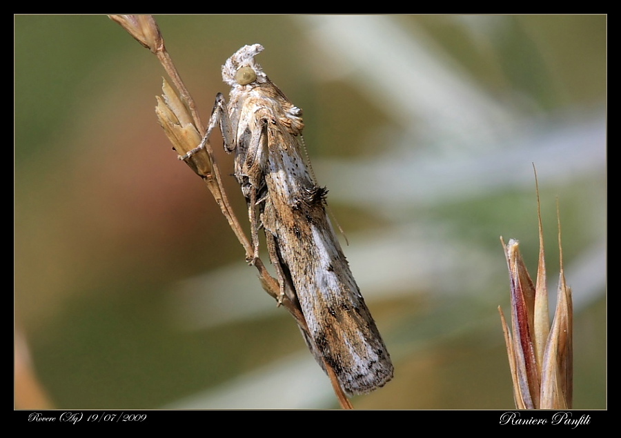 Pyralidae 1 - Pempelia alpigenella