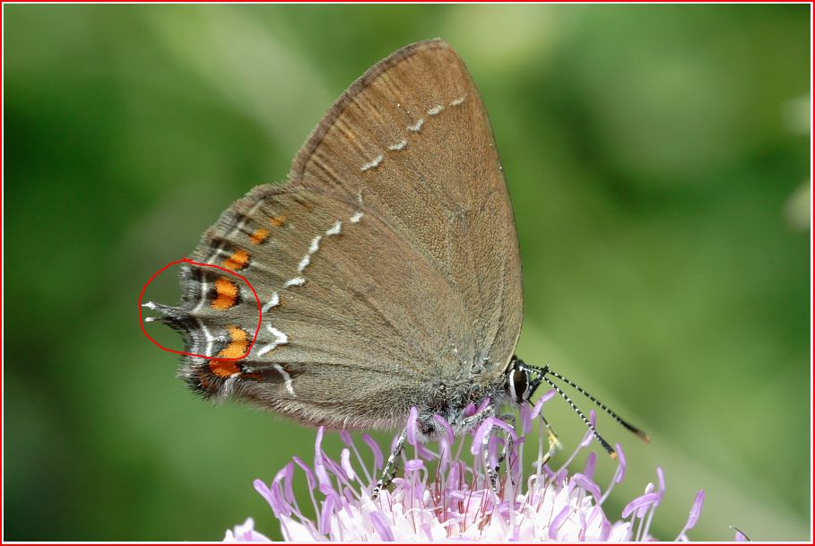 Satyrium acaciae? No Satyrium ilicis