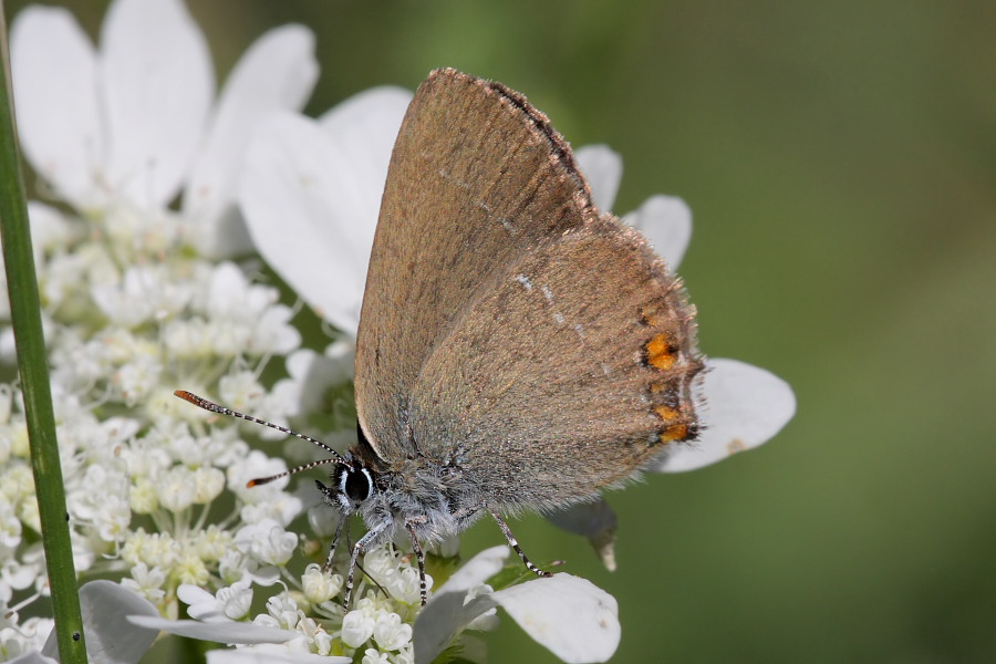 Satyrium acaciae? No Satyrium ilicis