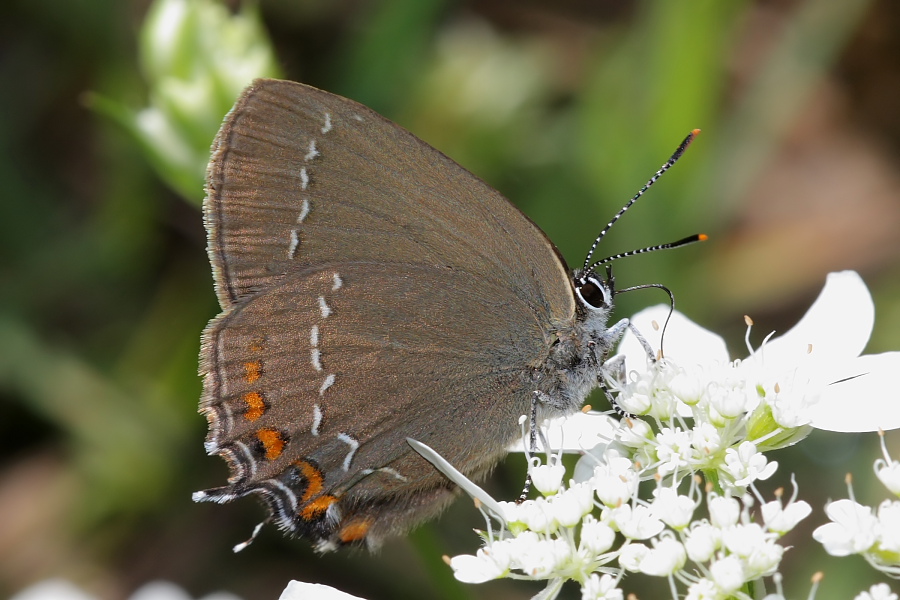 Satyrium acaciae? No Satyrium ilicis