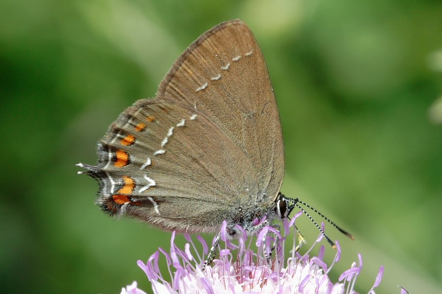 Satyrium acaciae? No Satyrium ilicis