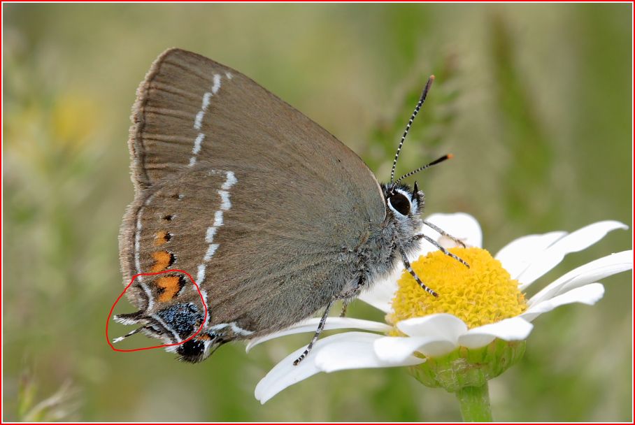 Satyrium sp ? Satyrium spini