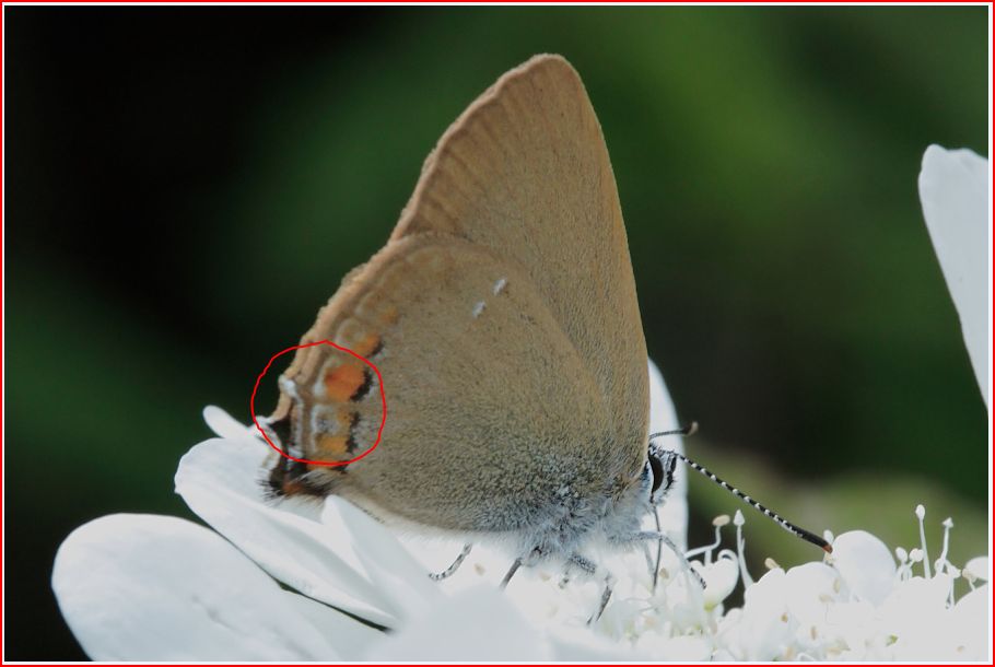 Satyrium acaciae? No Satyrium ilicis