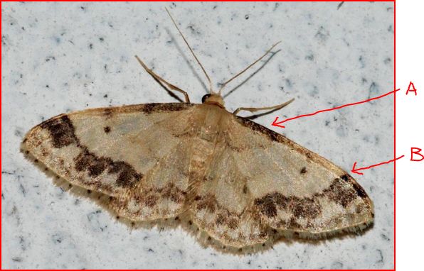 Idaea dimidiata ? Si