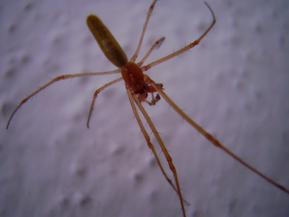 Tetragnatha sp.