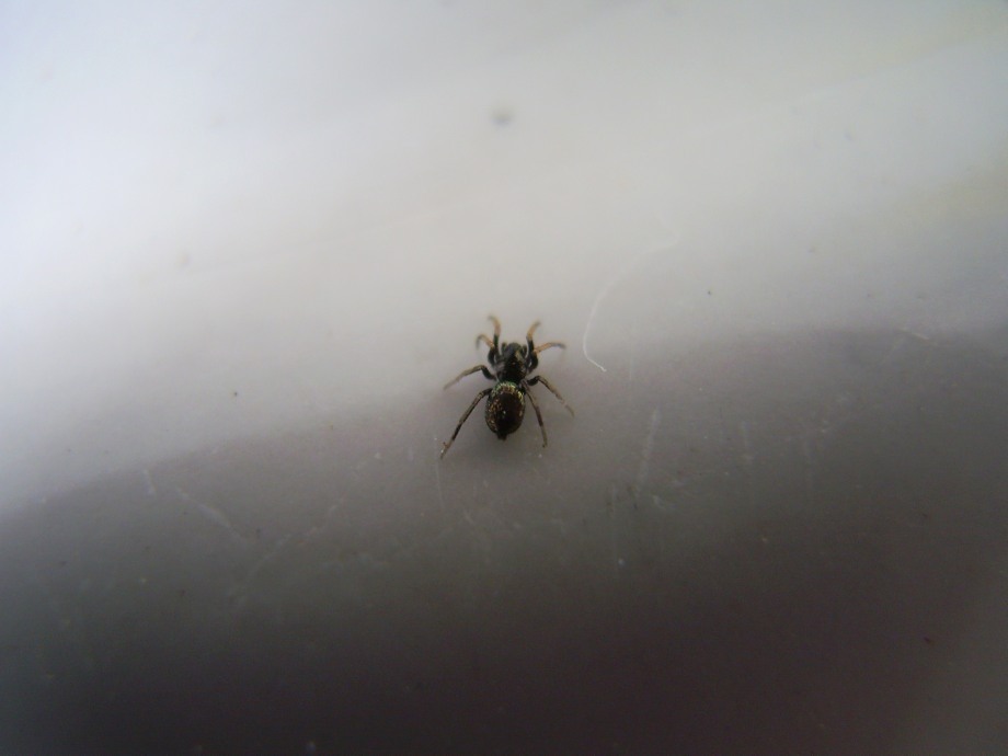 Piccolo Gnaphosidae o Salticidae