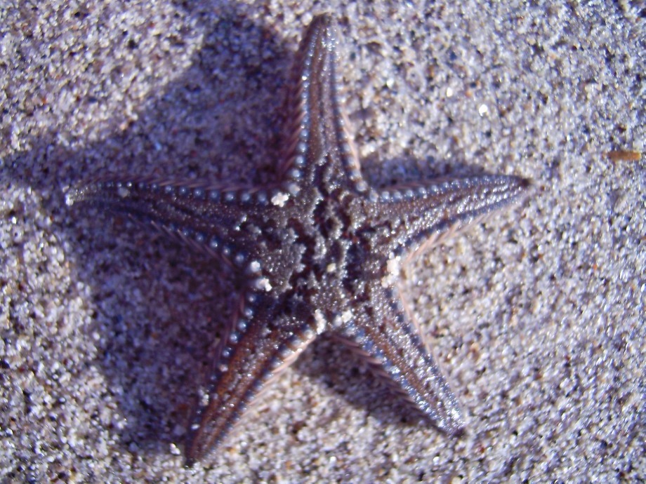 Astropecten platyacanthus - esemplare morto