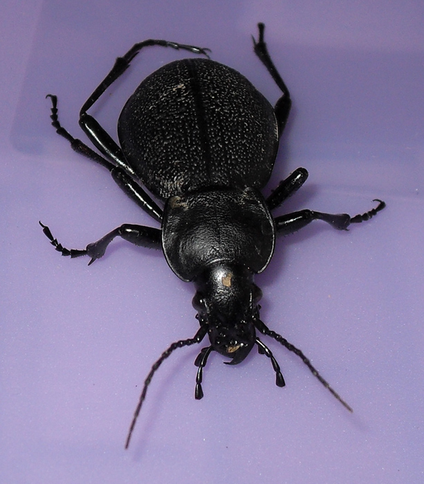 femmina di Carabus coriaceus (morta)
