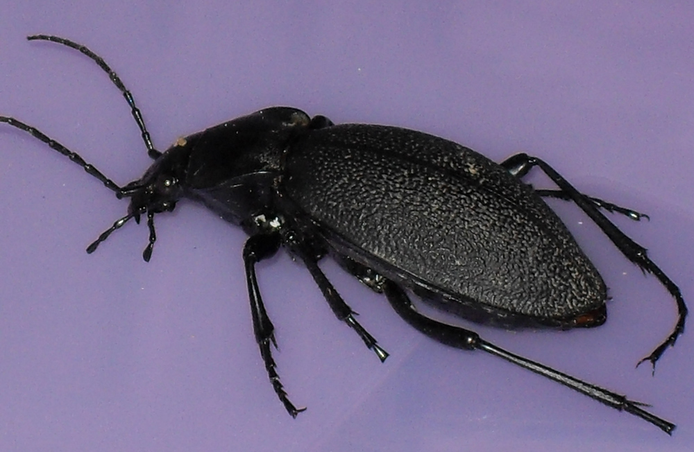 femmina di Carabus coriaceus (morta)
