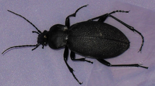 femmina di Carabus coriaceus (morta)