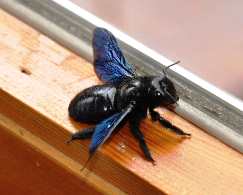 Xilocopa sp.