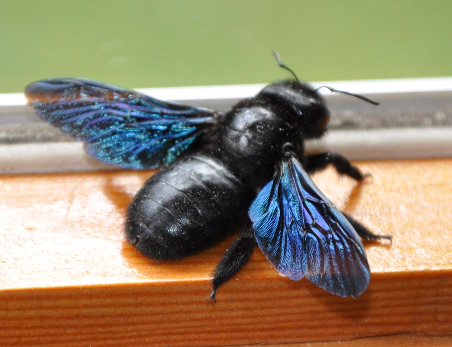 Xilocopa sp.