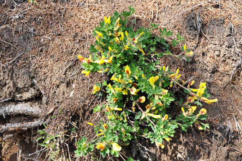 Cytisus hirsutus