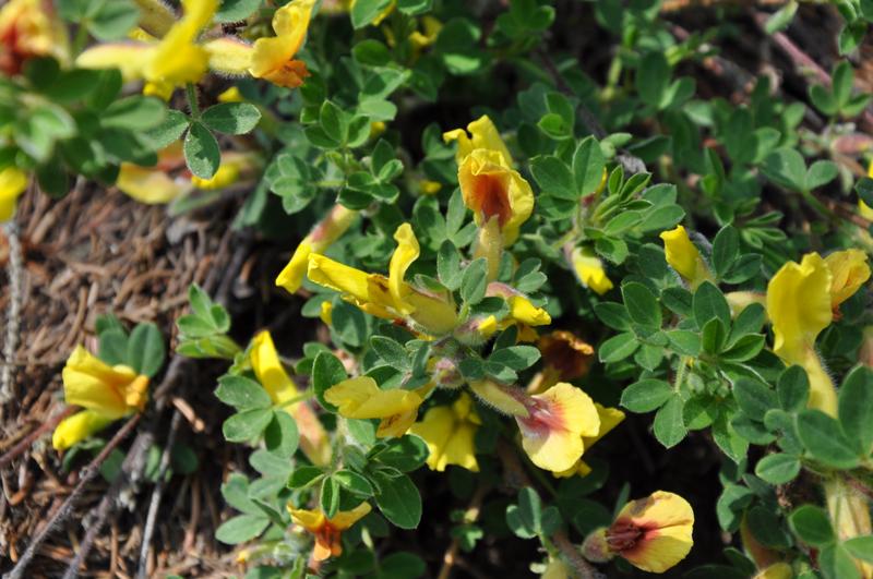 Cytisus hirsutus