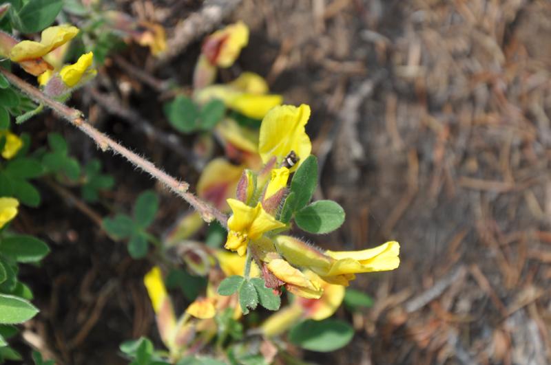 Cytisus hirsutus