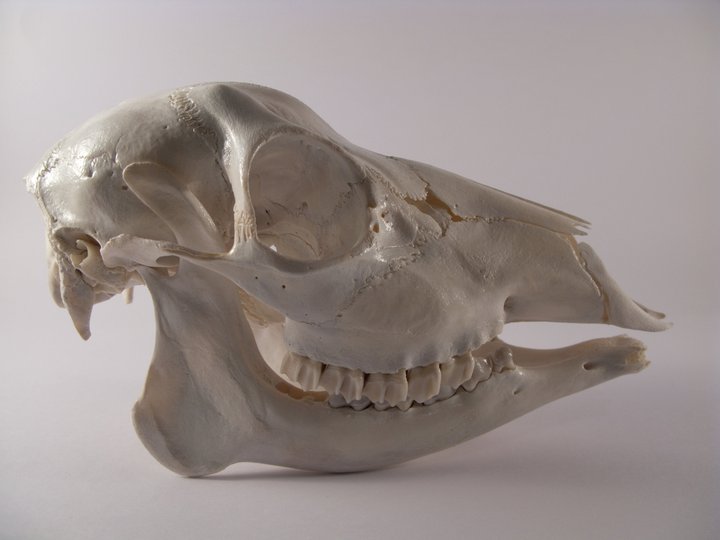 cranio di capriolo