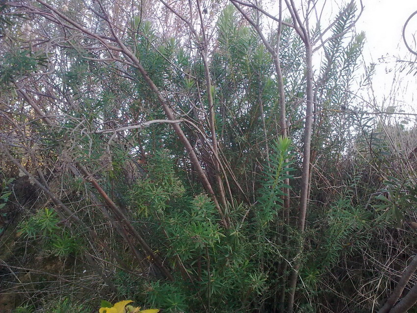 Arbusto di macchia mediterranea - Daphne gnidium