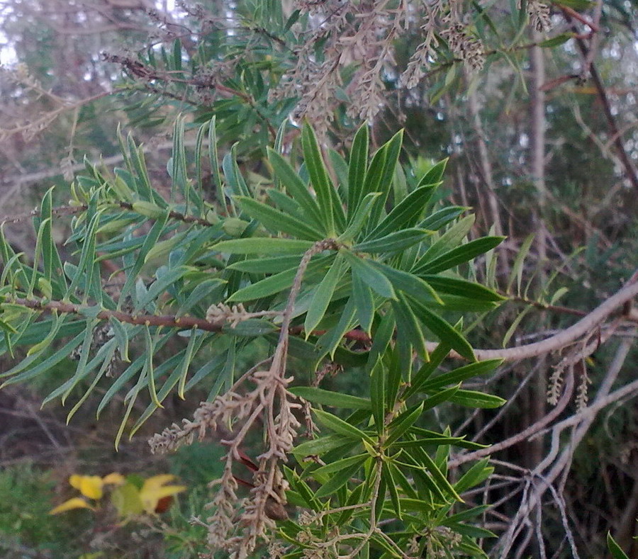 Arbusto di macchia mediterranea - Daphne gnidium