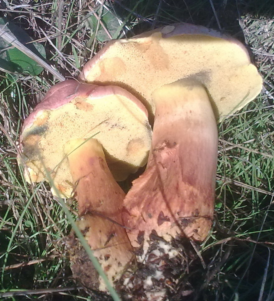 Boletus?