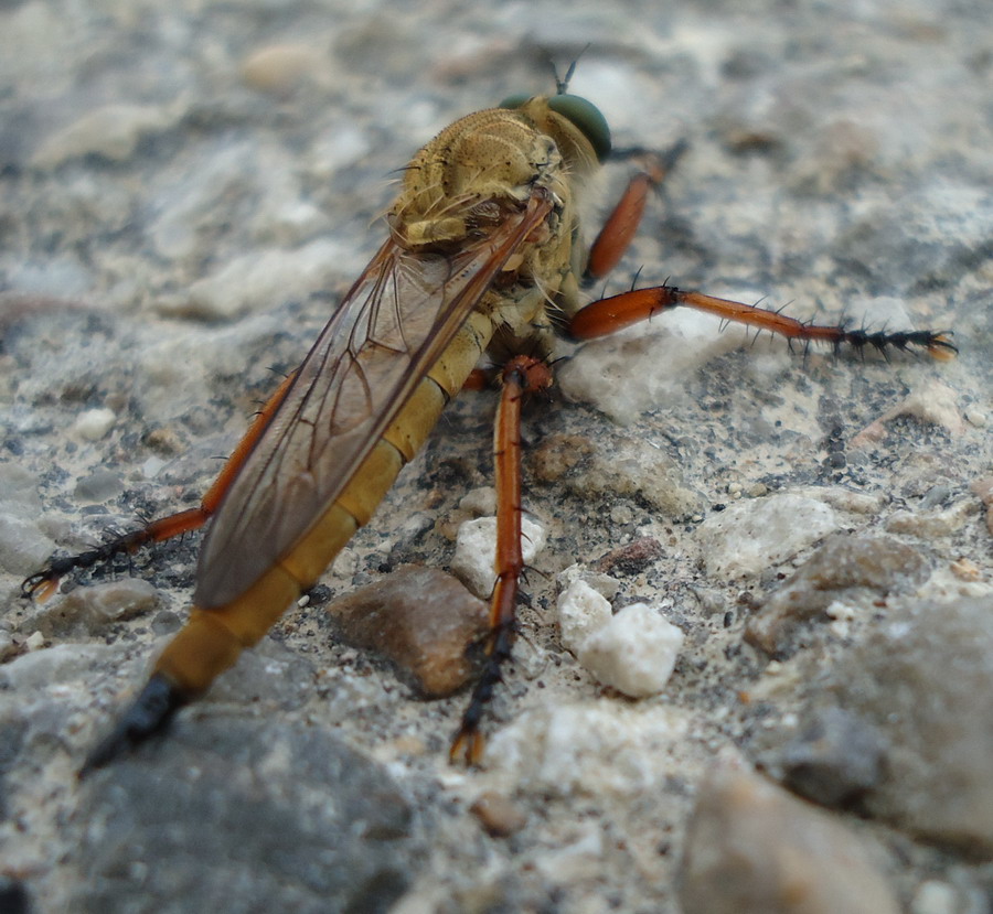 Asilidae da id