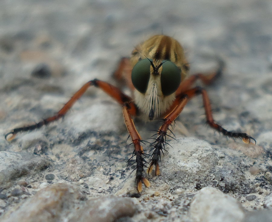 Asilidae da id