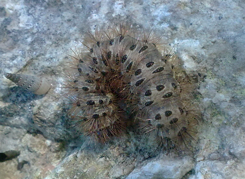 Bruco da identificare - Sicilia