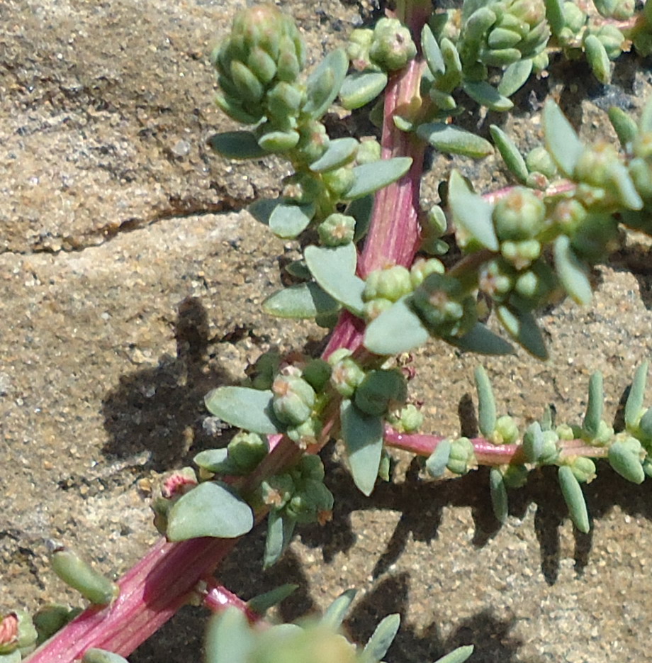 Simil salicornia da id -Sicilia