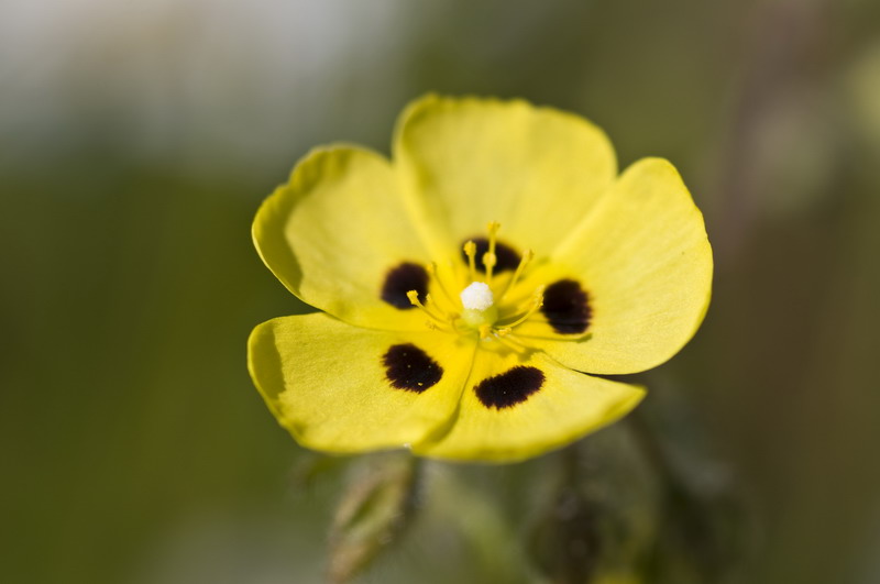 Tuberaria guttata