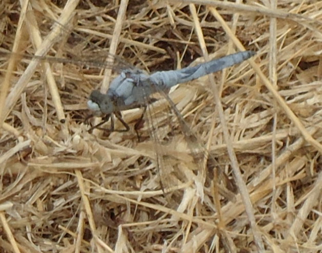 Libellula sicula da id: Orthetrum brunneum