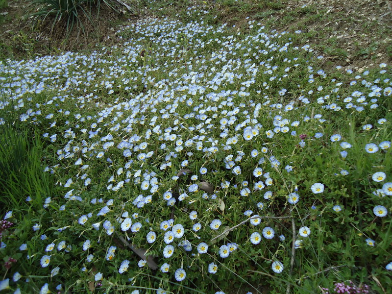 Convolvulus tricolor / Vilucchio tricolore