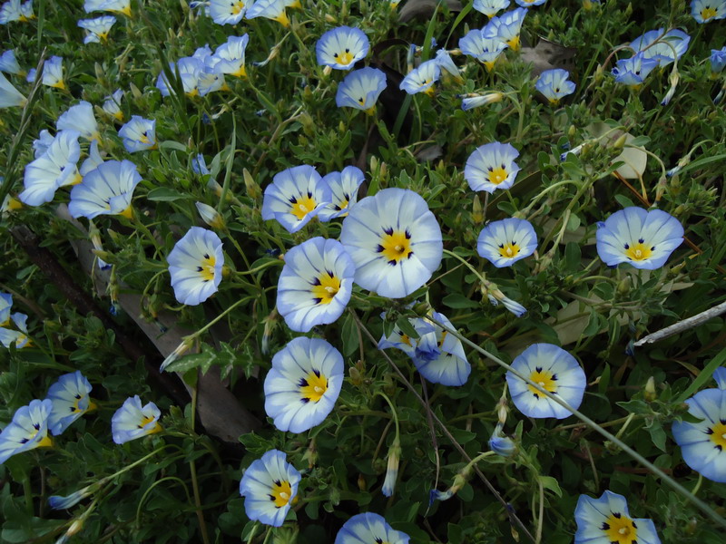 Convolvulus tricolor / Vilucchio tricolore