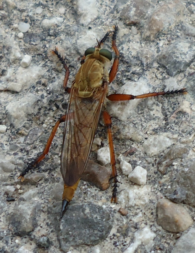 Asilidae da id