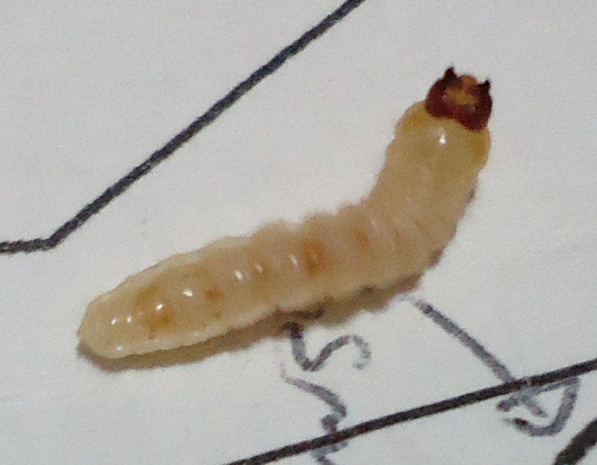 Larva di?....Cerambycidae:  cfr. Agapanthia sp.