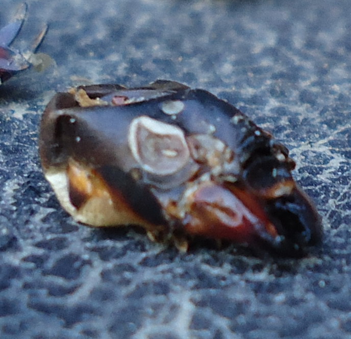 Resti di Gryllotalpa sp.