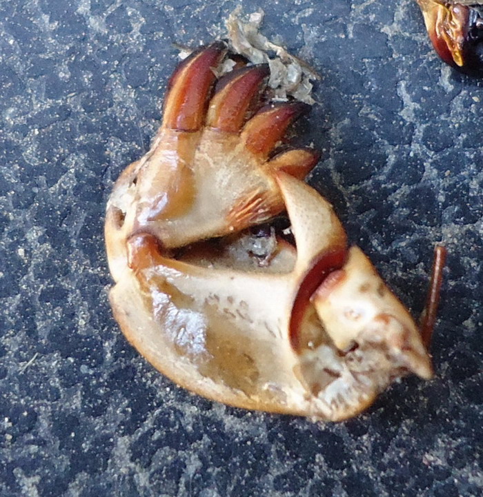 Resti di Gryllotalpa sp.