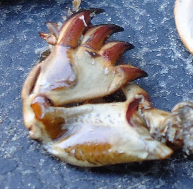 Resti di Gryllotalpa sp.