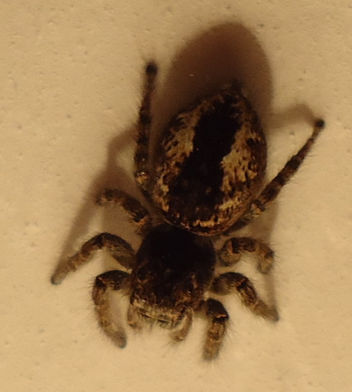 Philaeus chrysops
