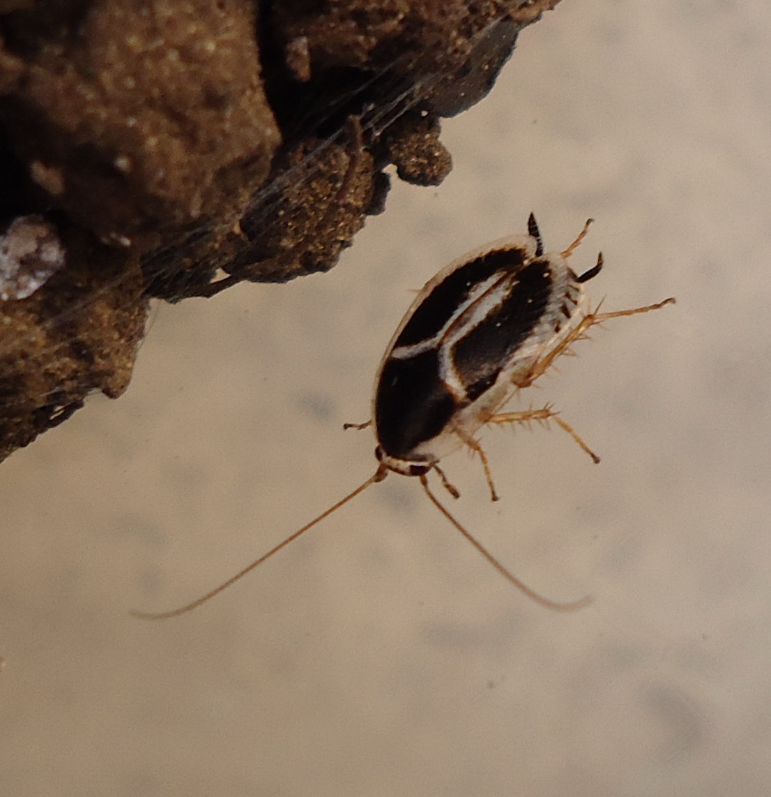 Phyllodromica marginata (Schreber, 1781)