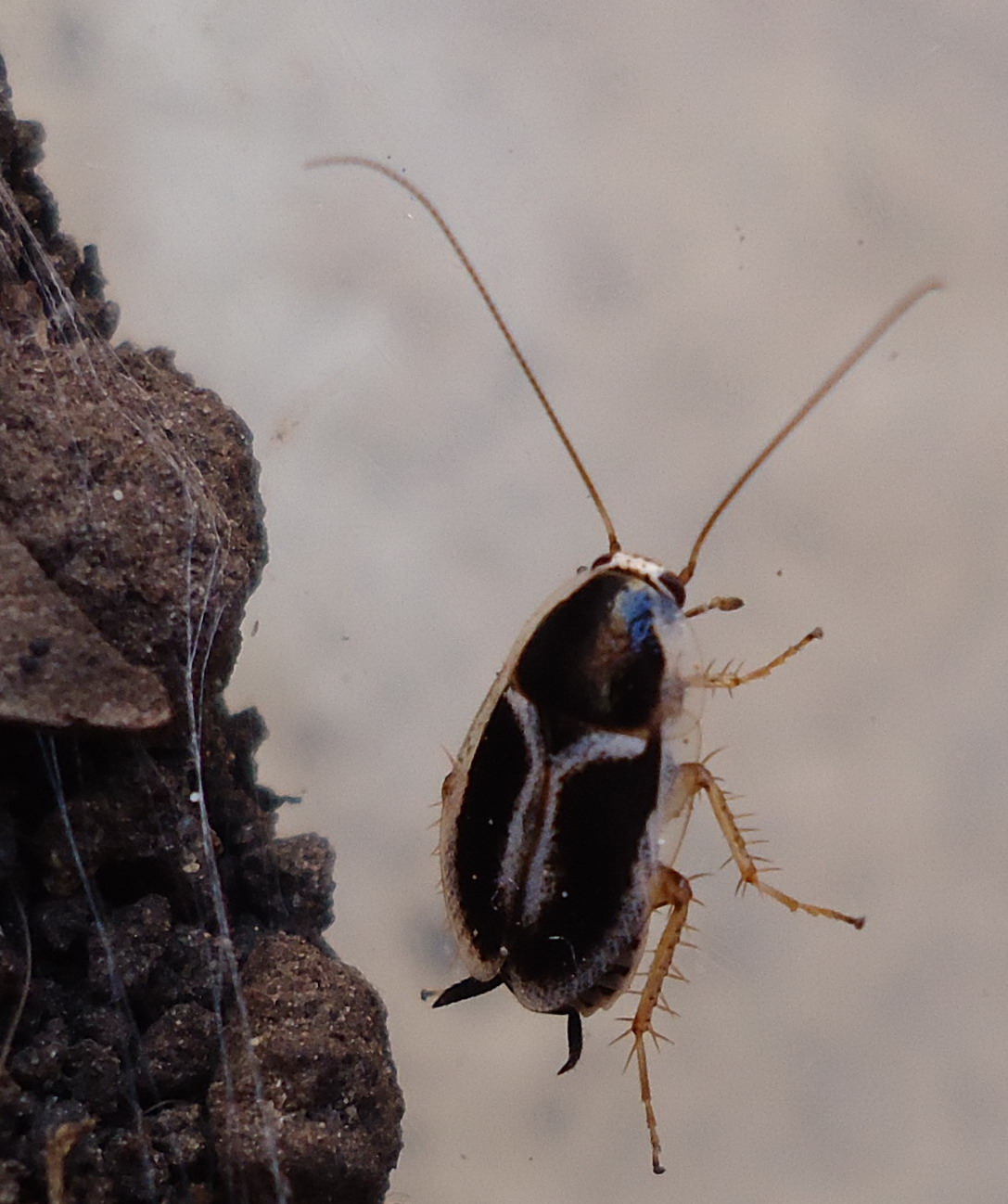 Phyllodromica marginata (Schreber, 1781)