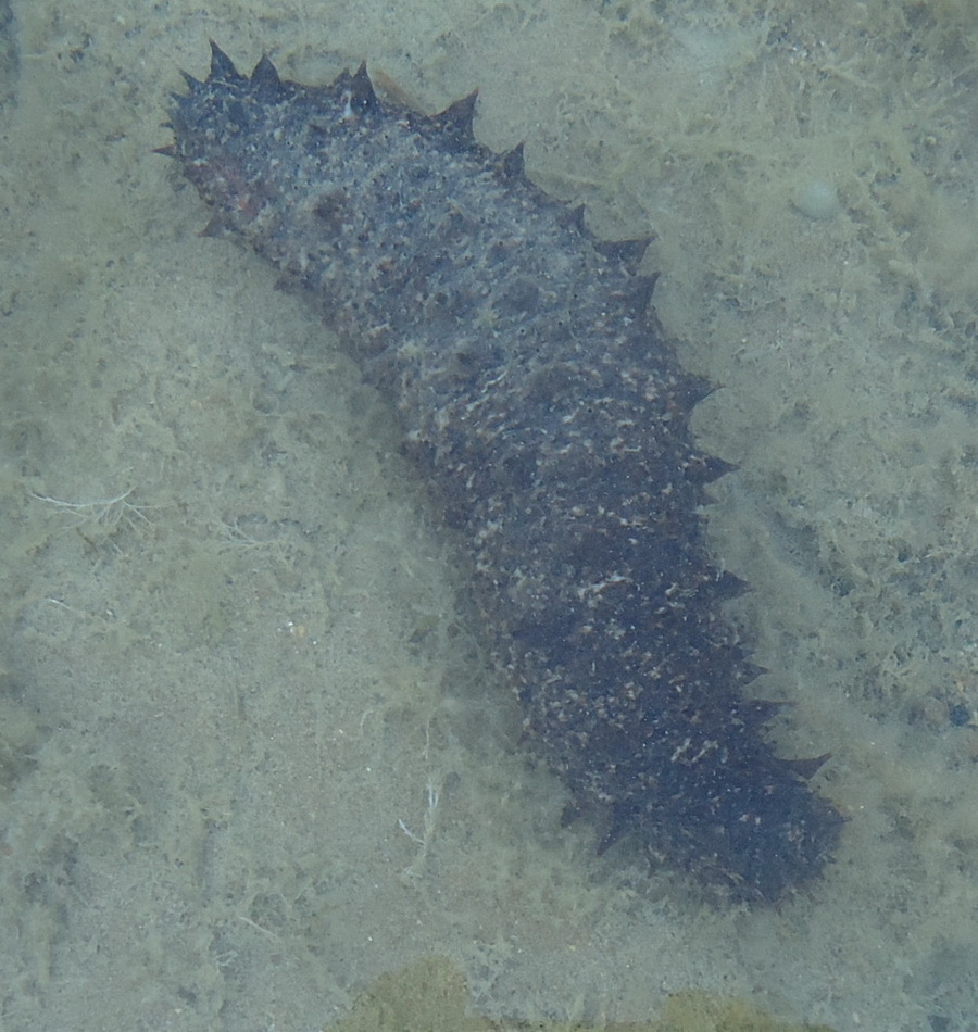 Da identificare: Holothuria cf. tubulosa