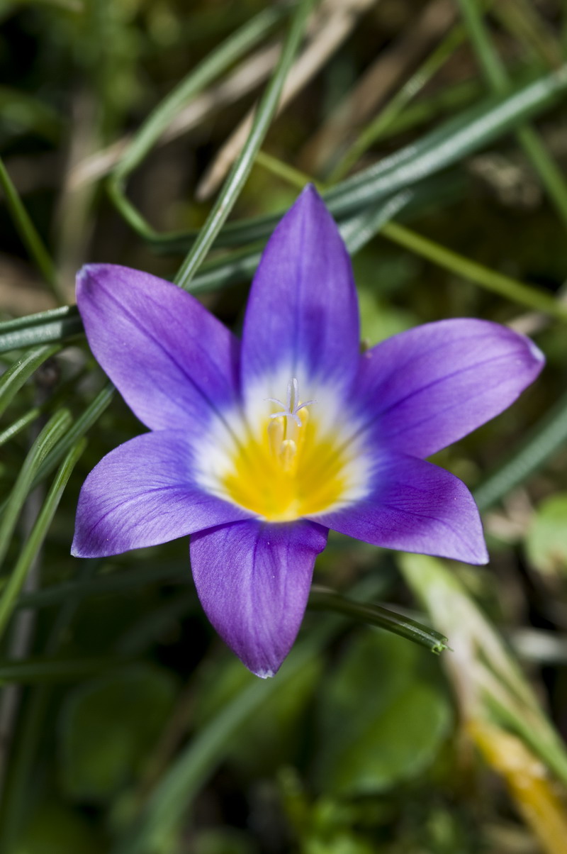 Romulea bulbocodium