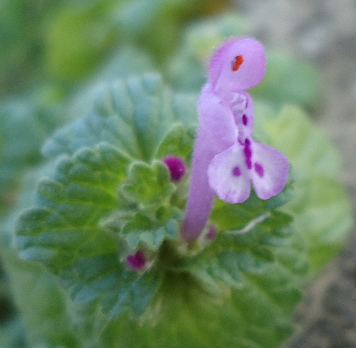Pianta da id - Sicilia - Lamium amplexicaule L.