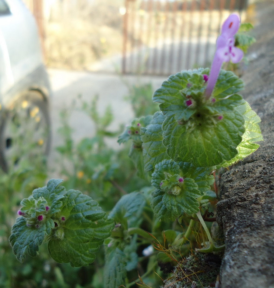 Pianta da id - Sicilia - Lamium amplexicaule L.
