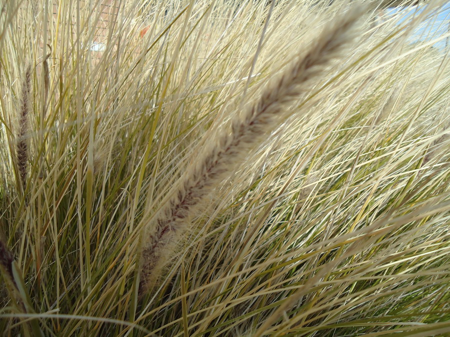 Pennisetum setaceum (Forssk.) Chiov.