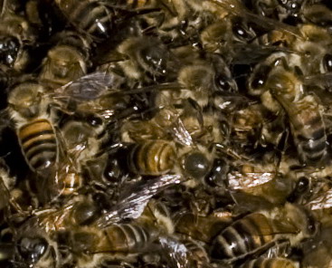 Assembramento di api (sciamatura Apis mellifera)