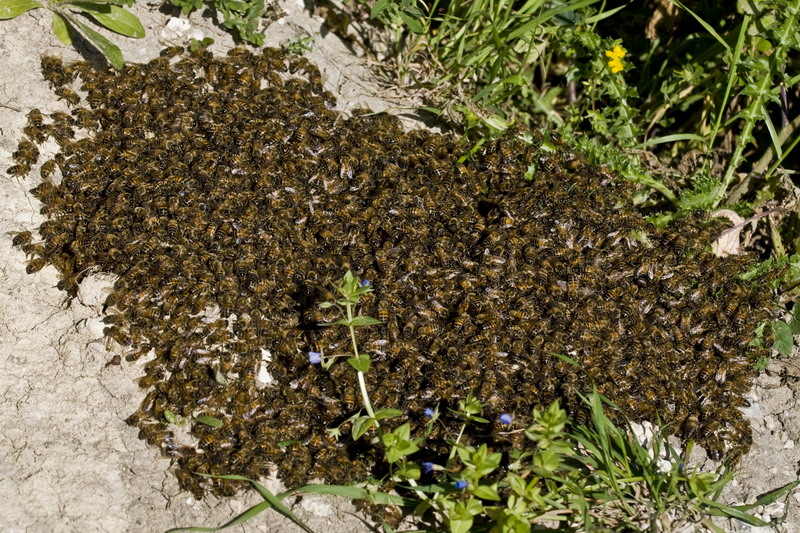 Assembramento di api (sciamatura Apis mellifera)
