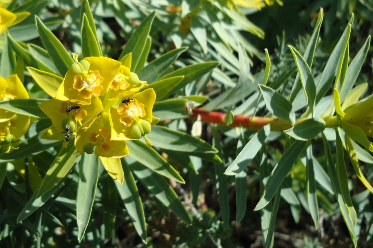 ID 2 - Sicilia (Euphorbia sp)
