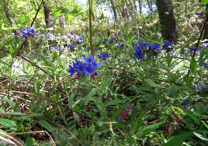 Buglossoides purpurocaerulea