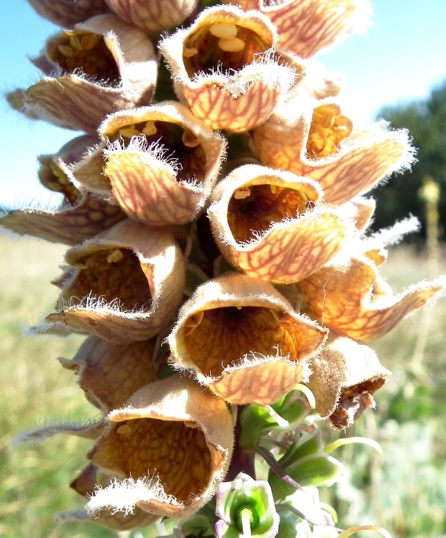 Digitalis ferruginea