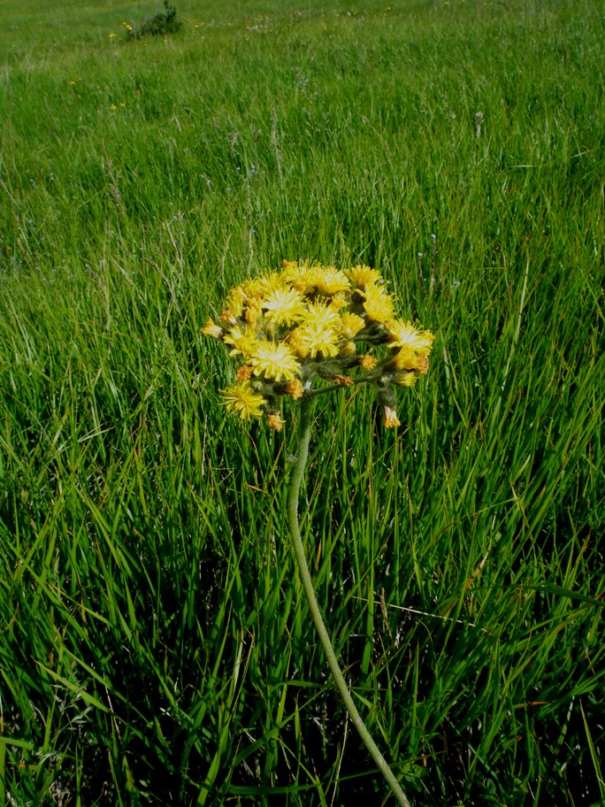 sparviere corimboso? S�, Pilosella cymosa (=Hieracium cymosum)
